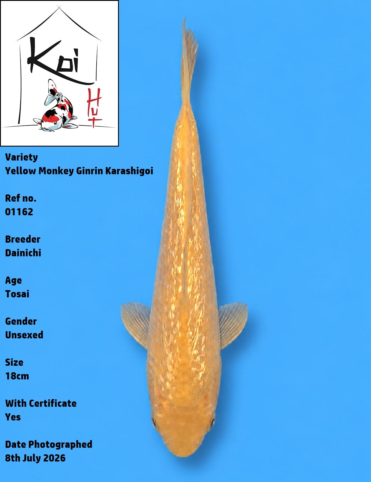 01162 - Yellow Monkey Ginrin Karashigoi [Dainichi]