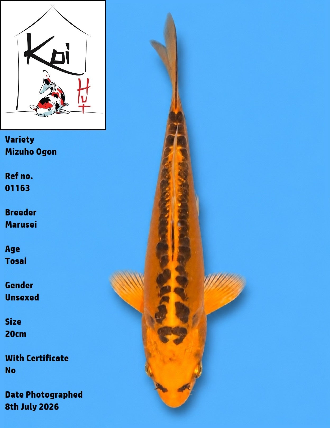 01163 - Mizuho Ogon [Marusei]