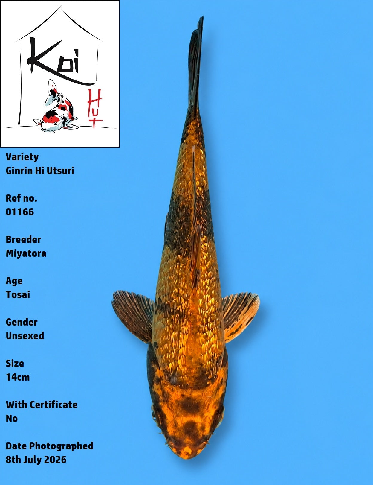 01166 - Ginrin Hi Utsuri [Miyatora]