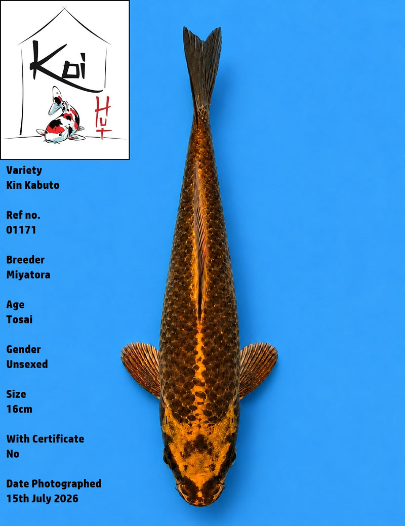 01171 - Kin Kabuto [Miyatora]