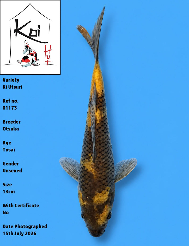 01173 - Ki Utsuri [Otsuka]