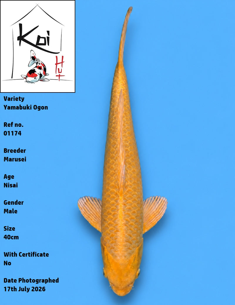 01174 - Yamabuki Ogon [Marusei]