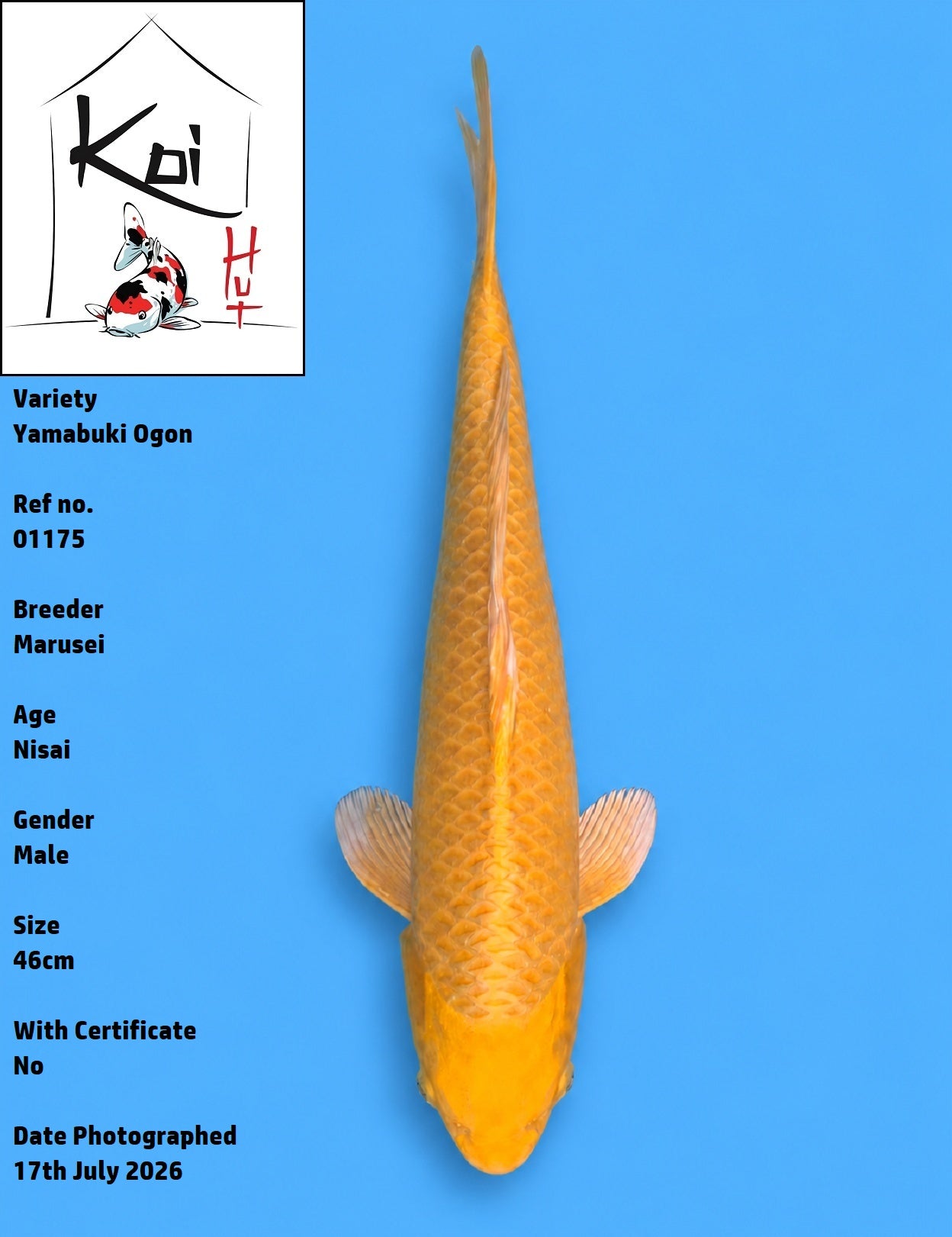01175 - Yamabuki Ogon [Marusei]
