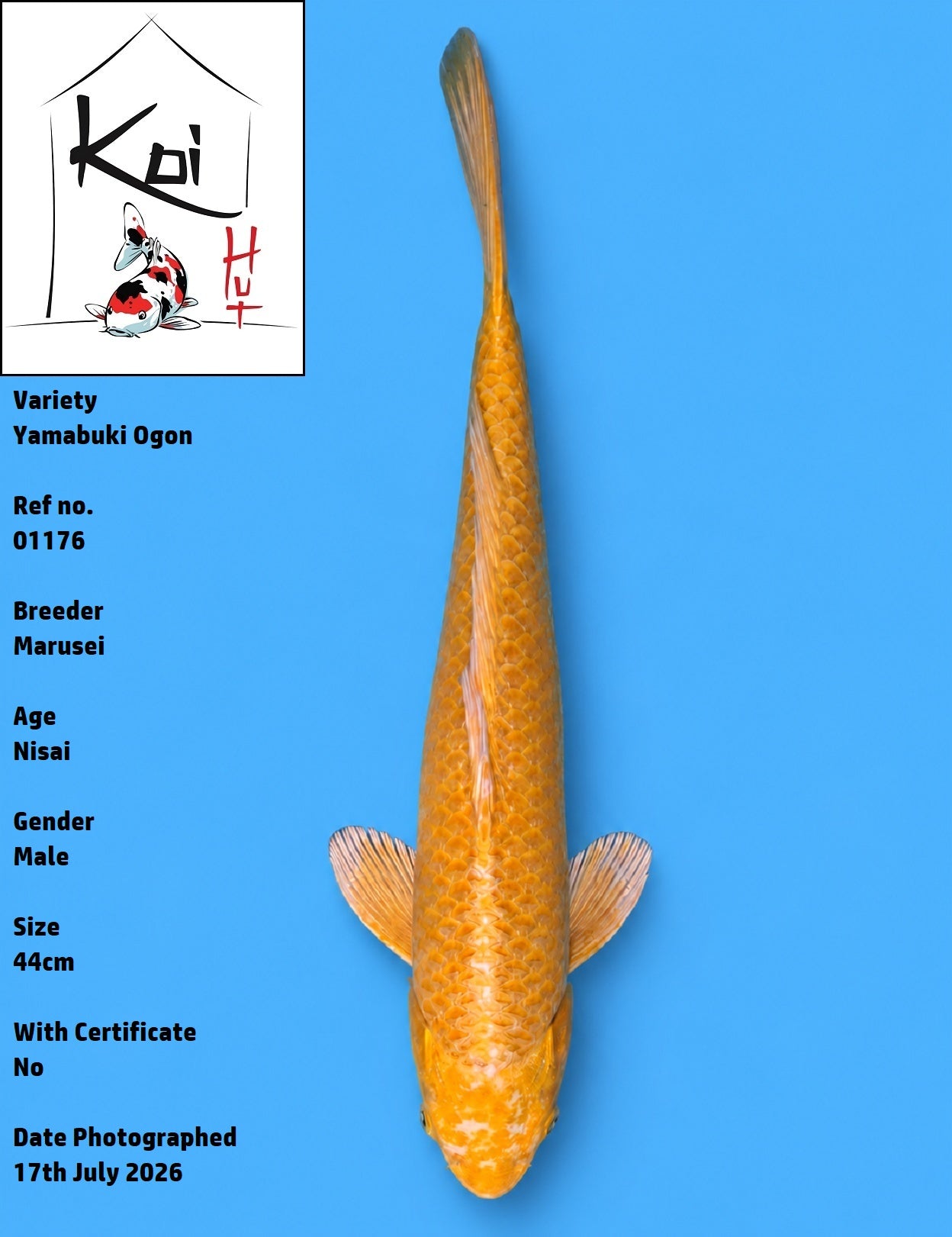 01176 - Yamabuki Ogon [Marusei]