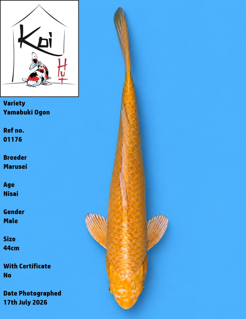 01176 - Yamabuki Ogon [Marusei]