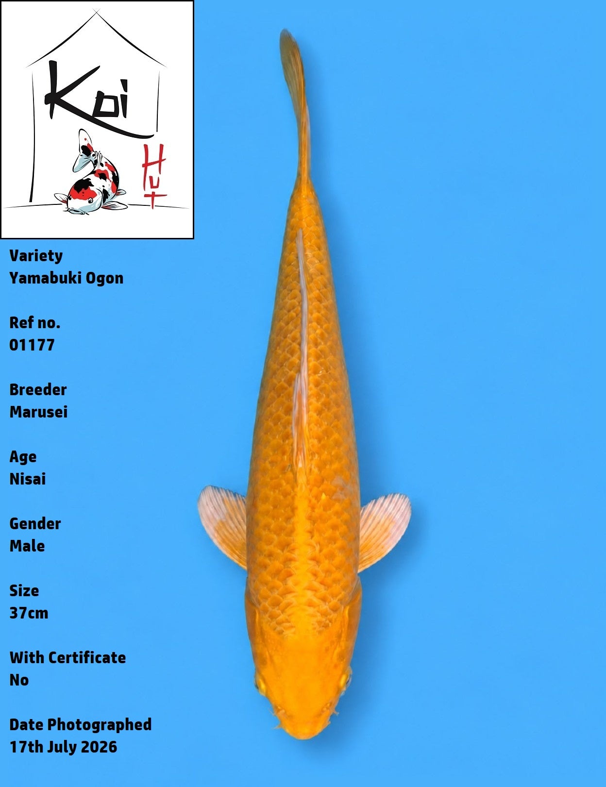 01177 - Yamabuki Ogon [Marusei]