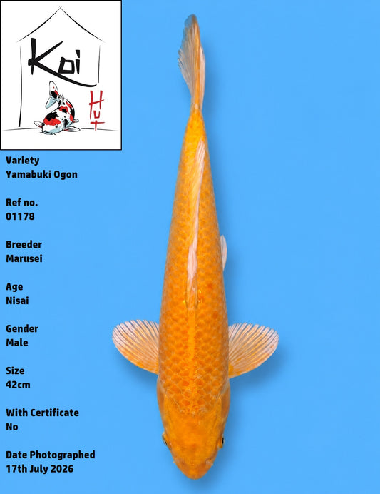 01178 - Yamabuki Ogon [Marusei]