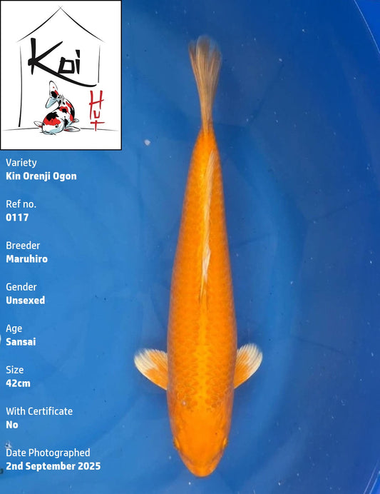 0117 - Kin Orenji Ogon [Maruhiro]
