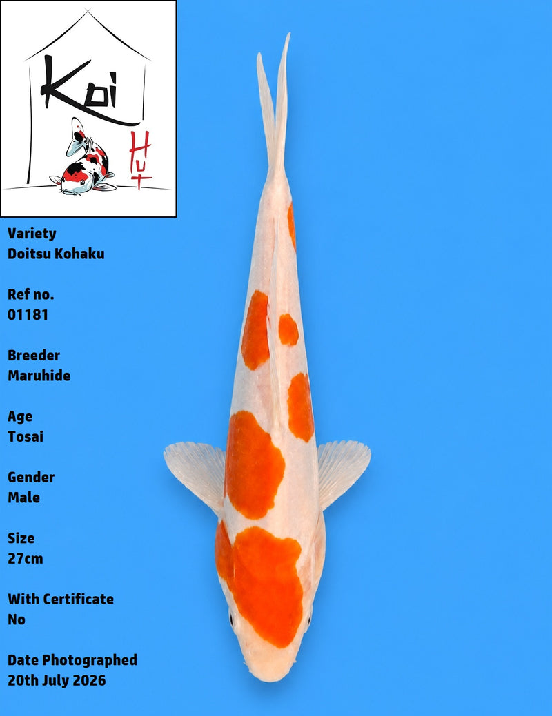 01181 - Doitsu Kohaku [Maruhide]