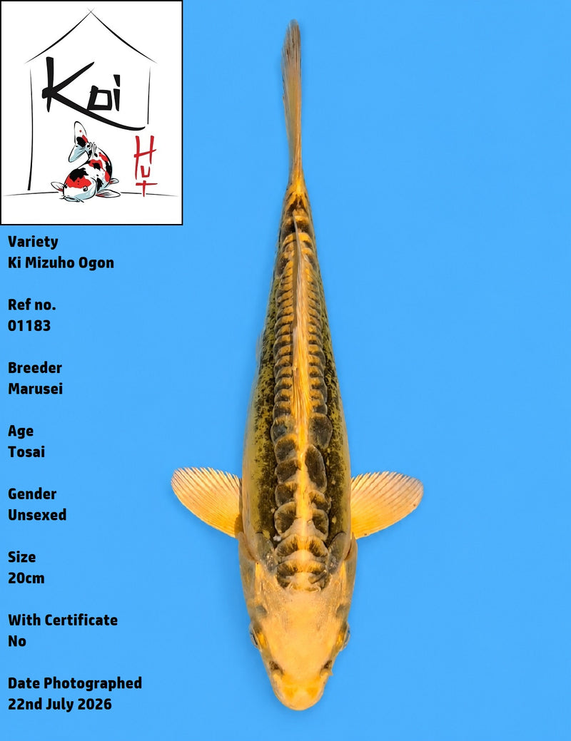 01183 - Ki Mizuho Ogon [Marusei]