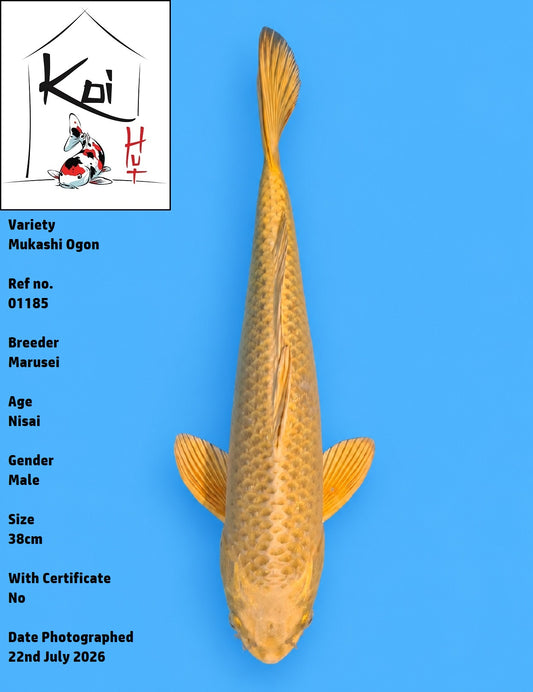 01185 - Mukashi Ogon [Marusei]