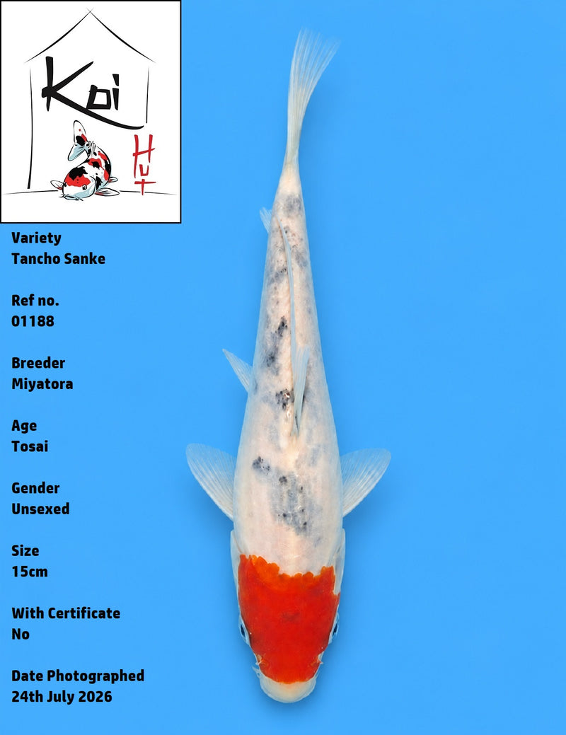 01188 - Tancho Sanke [Miyatora]