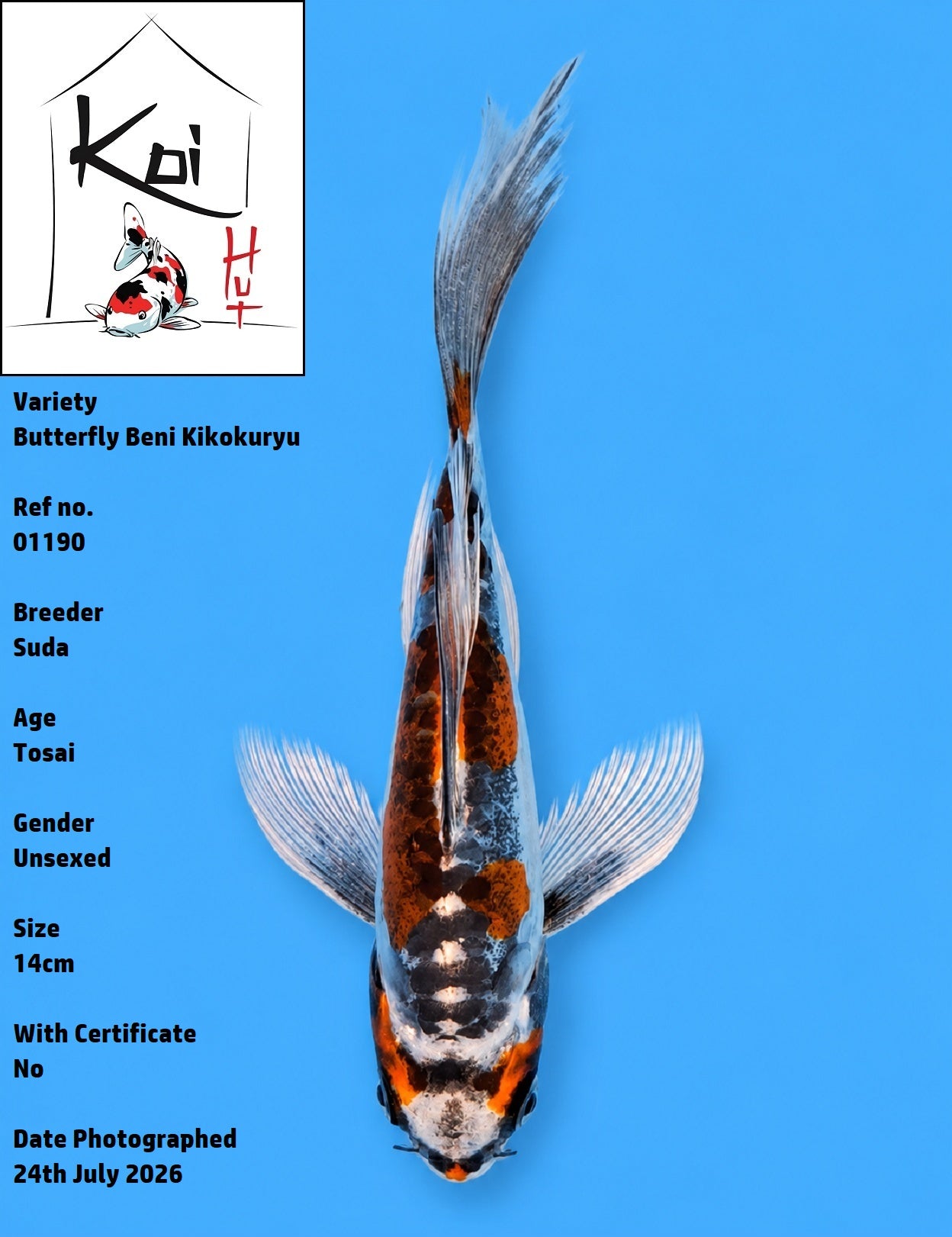 01190 - Butterfly Beni Kikokuryu [Suda]
