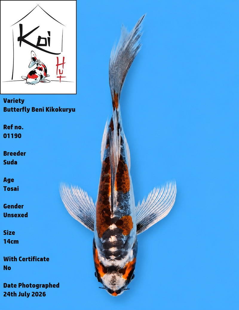 01190 - Butterfly Beni Kikokuryu [Suda]