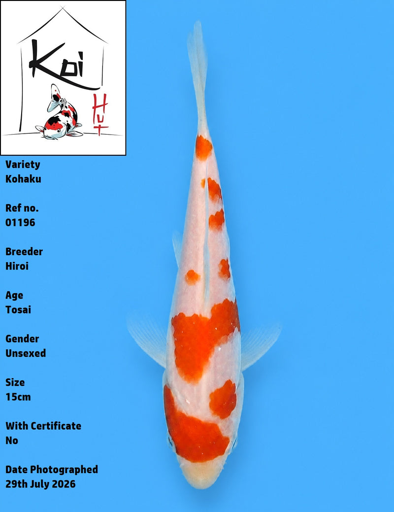 01196 - Kohaku [Hiroi]