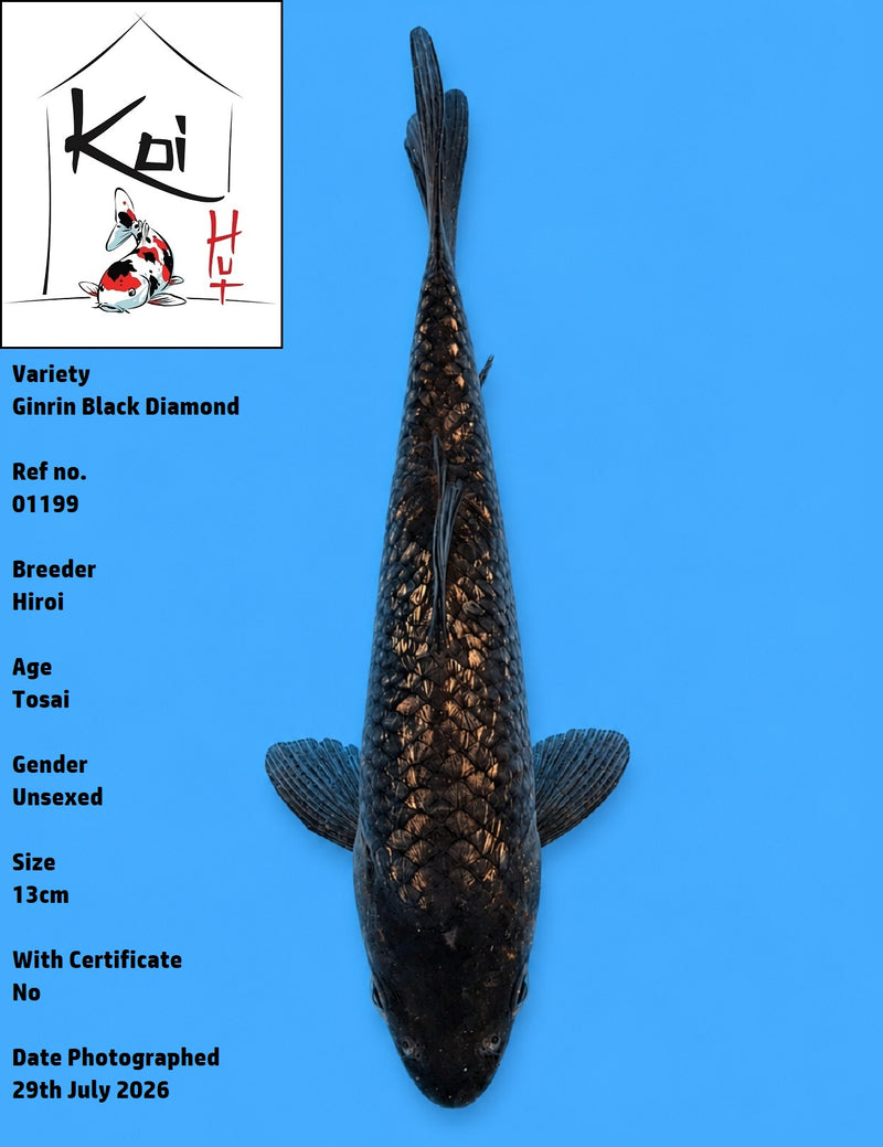 01199 - Ginrin Black Diamond [Hiroi]