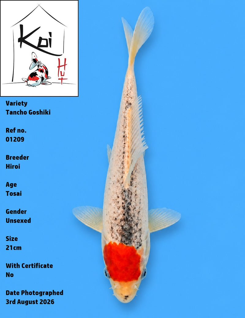 01209 - Tancho Goshiki [Hiroi]