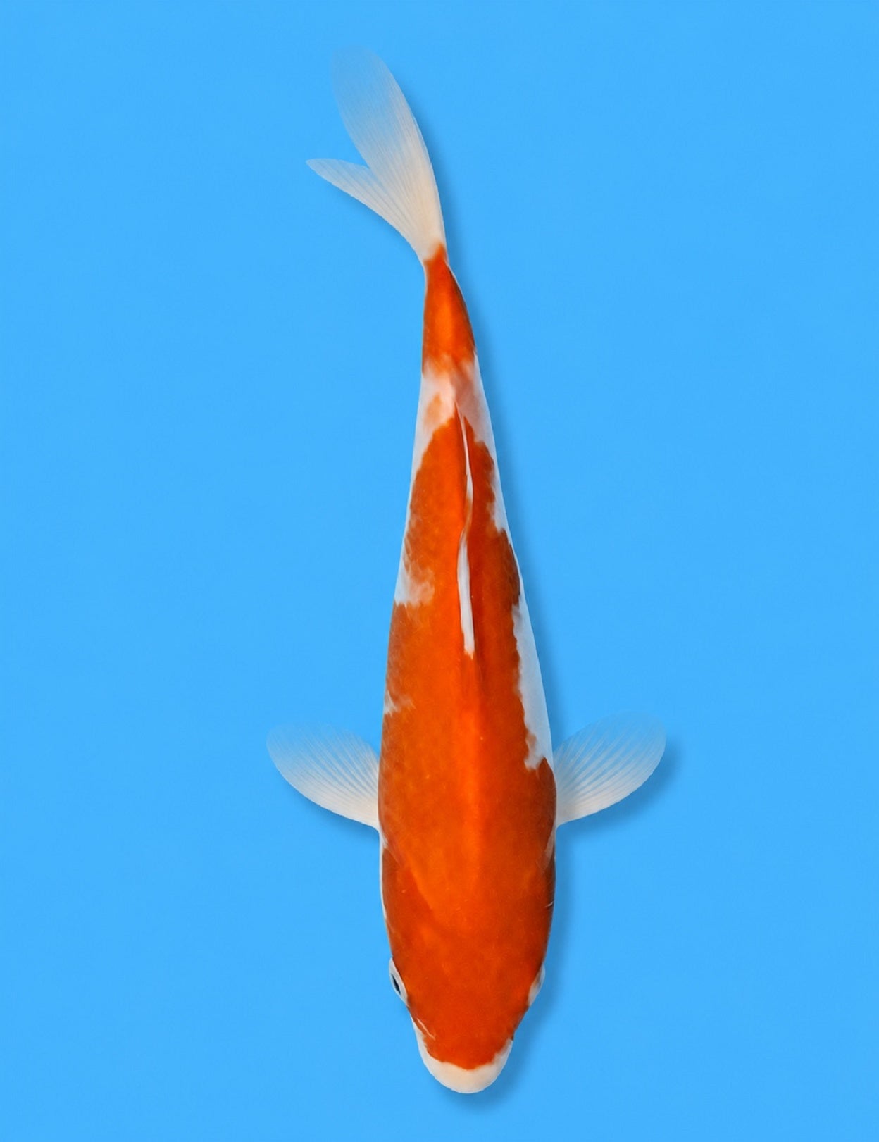 01221 - Kohaku [Hiroi]