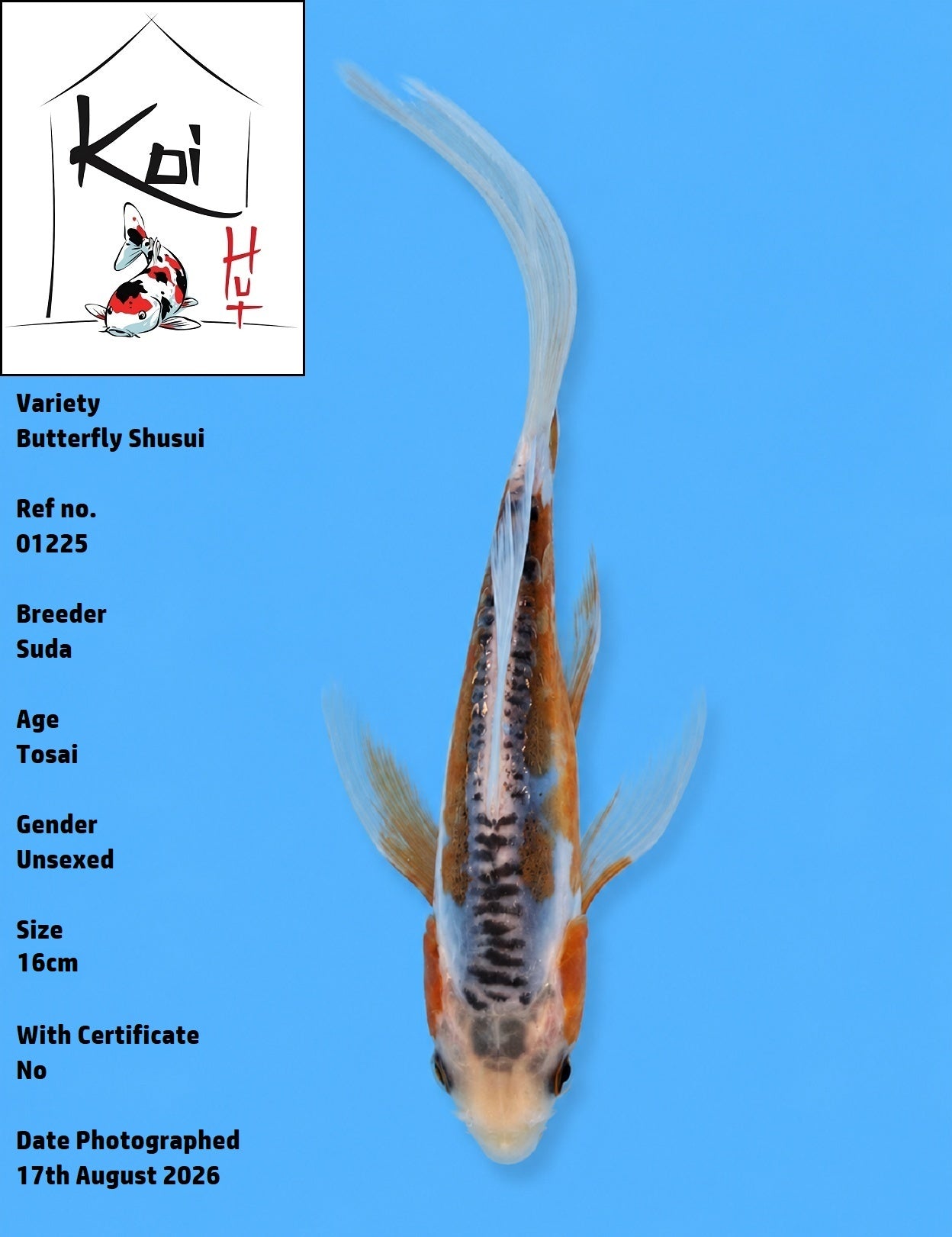 01225 - Butterfly Shusui [Suda]