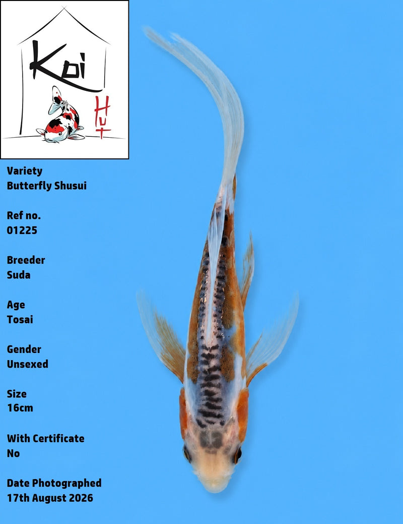 01225 - Butterfly Shusui [Suda]