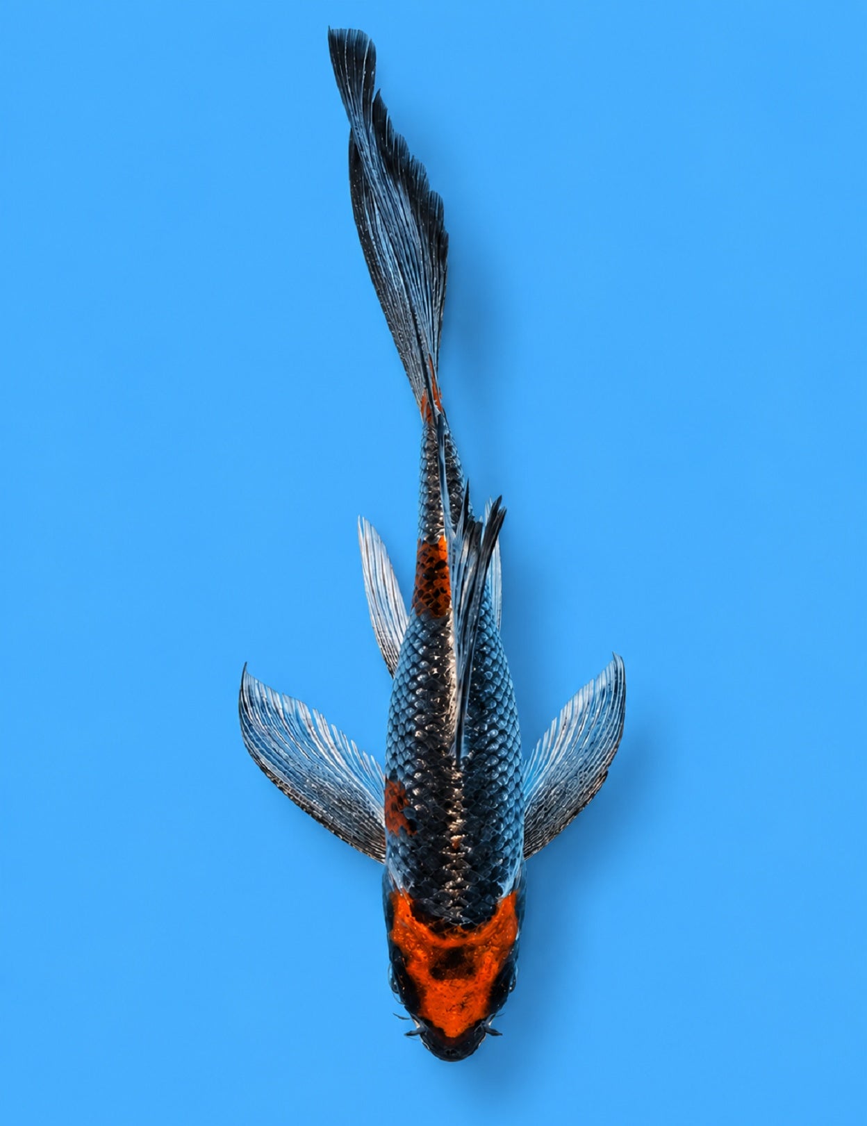 01227 - Butterfly Beni Ginga [Suda]