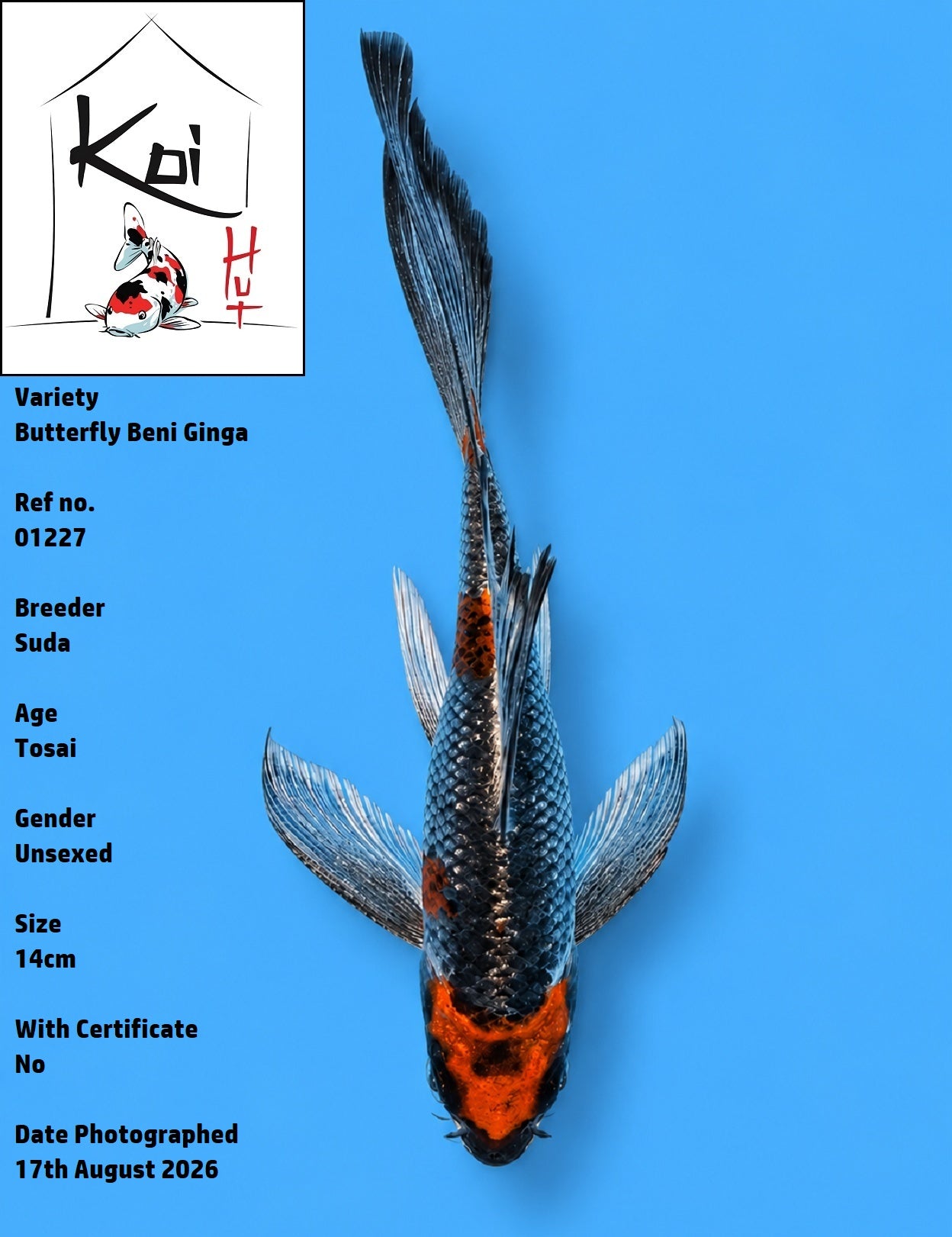 01227 - Butterfly Beni Ginga [Suda]