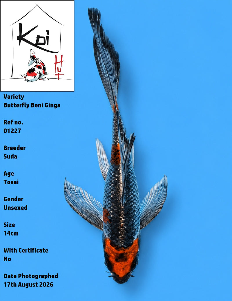 01227 - Butterfly Beni Ginga [Suda]
