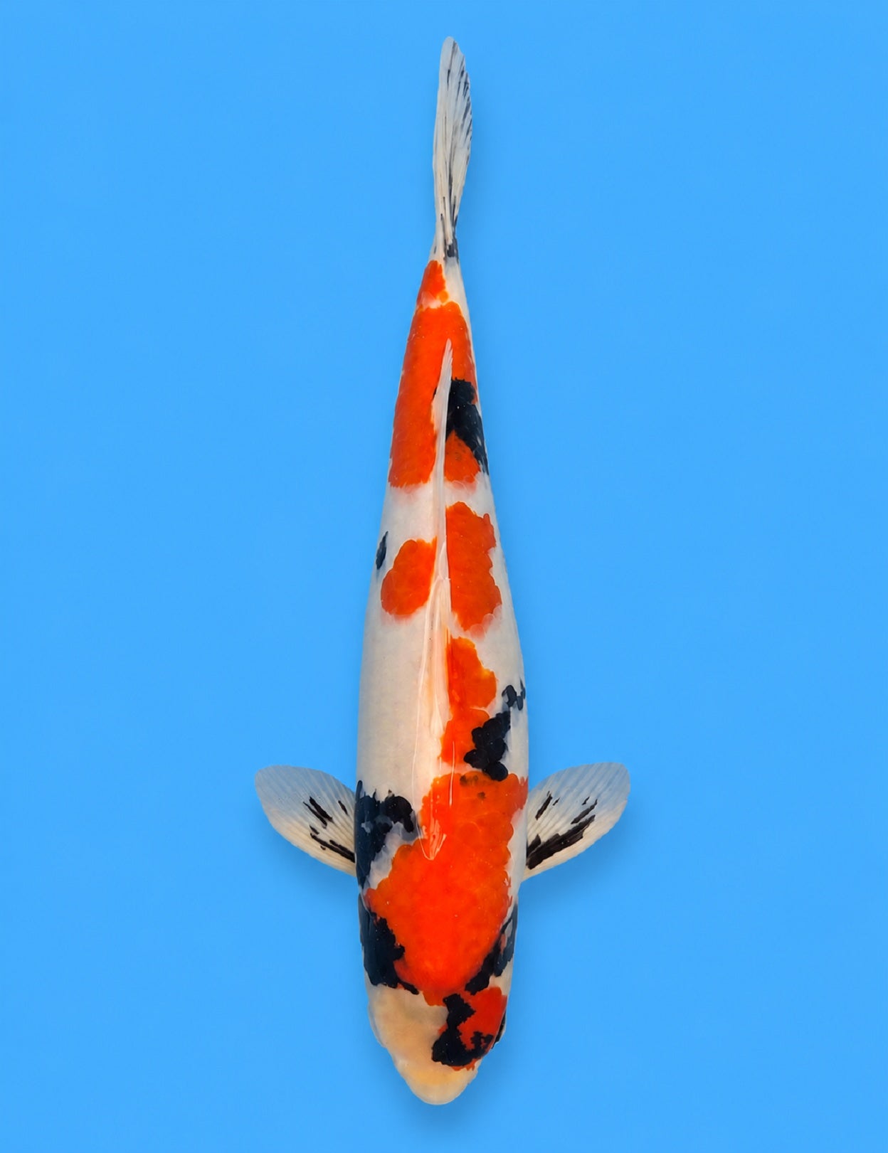 01229 - Showa [Dainichi]