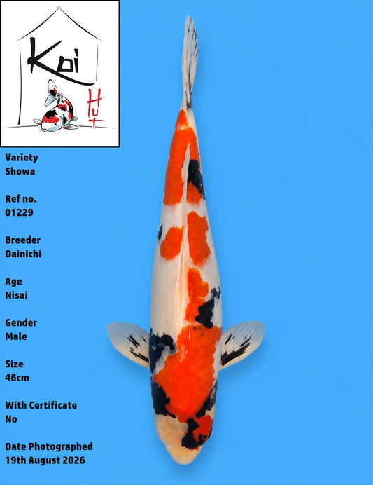 01229 - Showa [Dainichi]