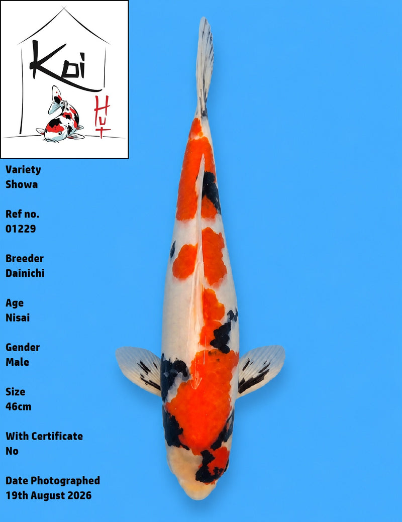01229 - Showa [Dainichi]