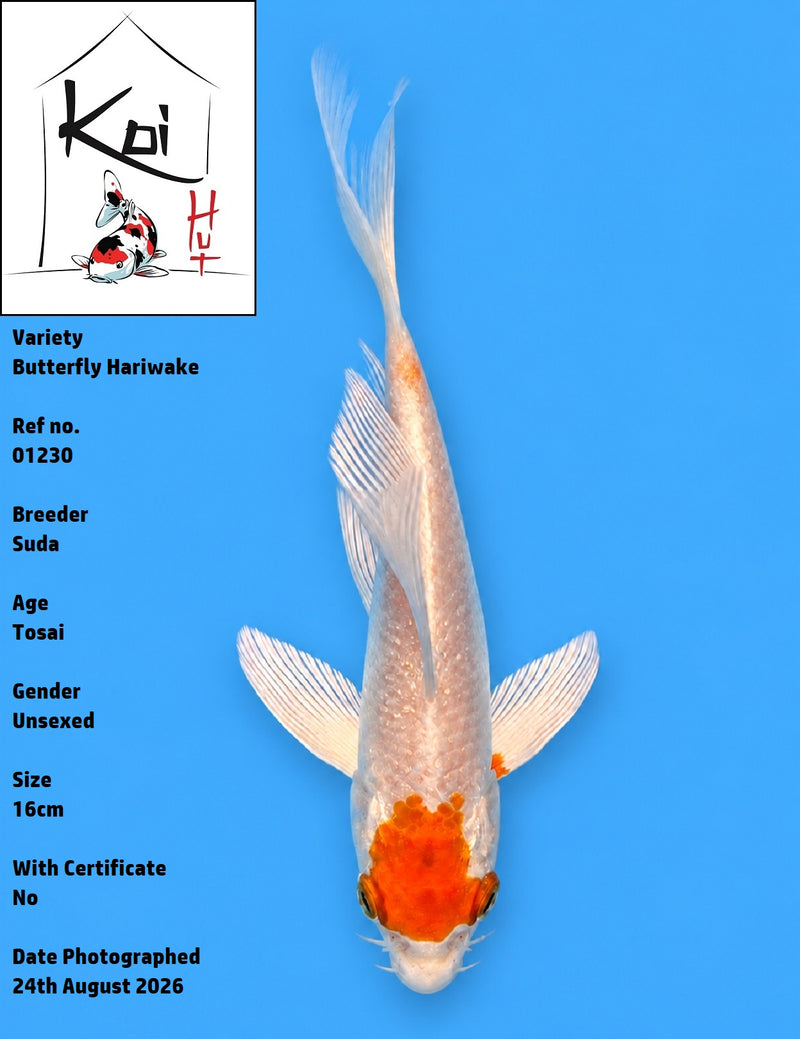 01230- Butterfly Hariwake [Suda]