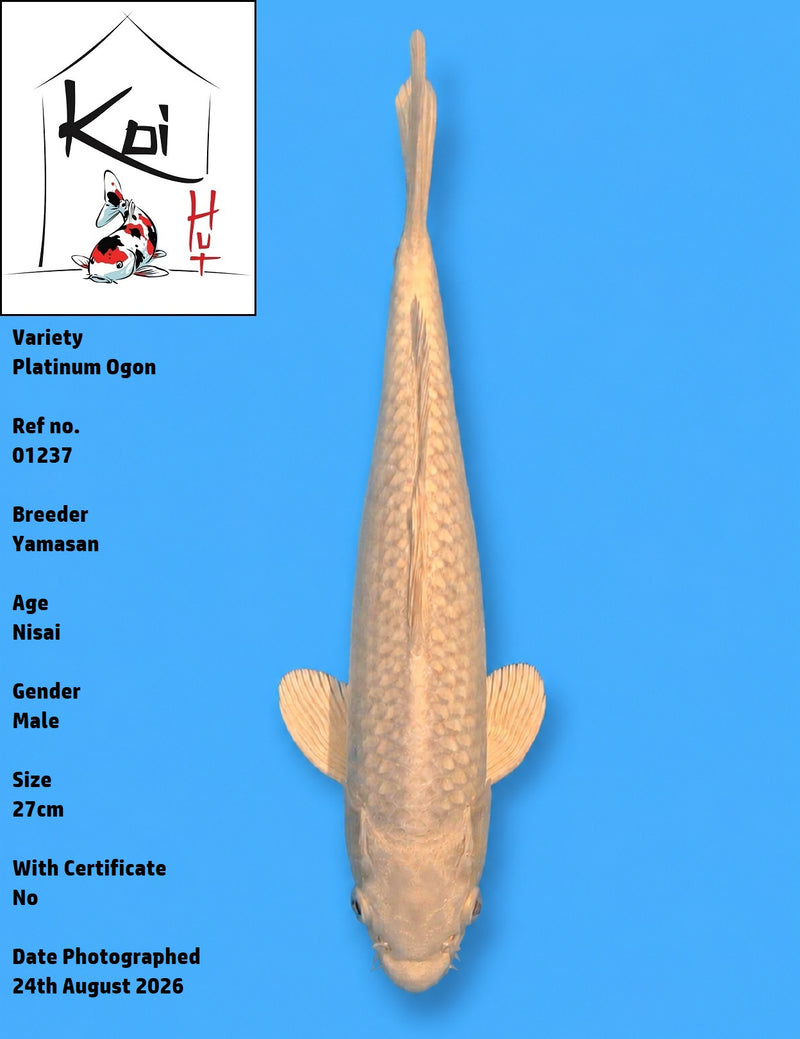 01237 - Platinum Ogon [Yamasan]