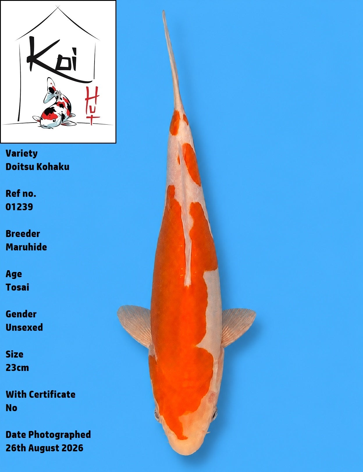 01239 - Doitsu Kohaku [Maruhide]