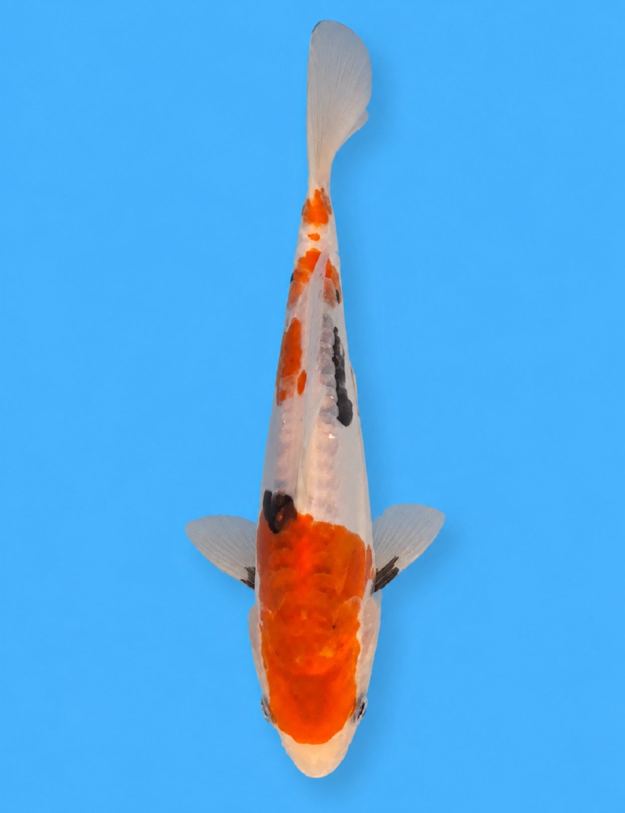 01243 - Doitsu Sanke [Maruhide]