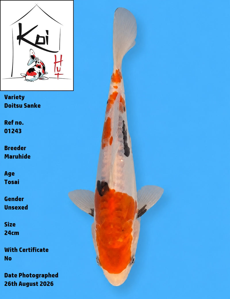 01243 - Doitsu Sanke [Maruhide]
