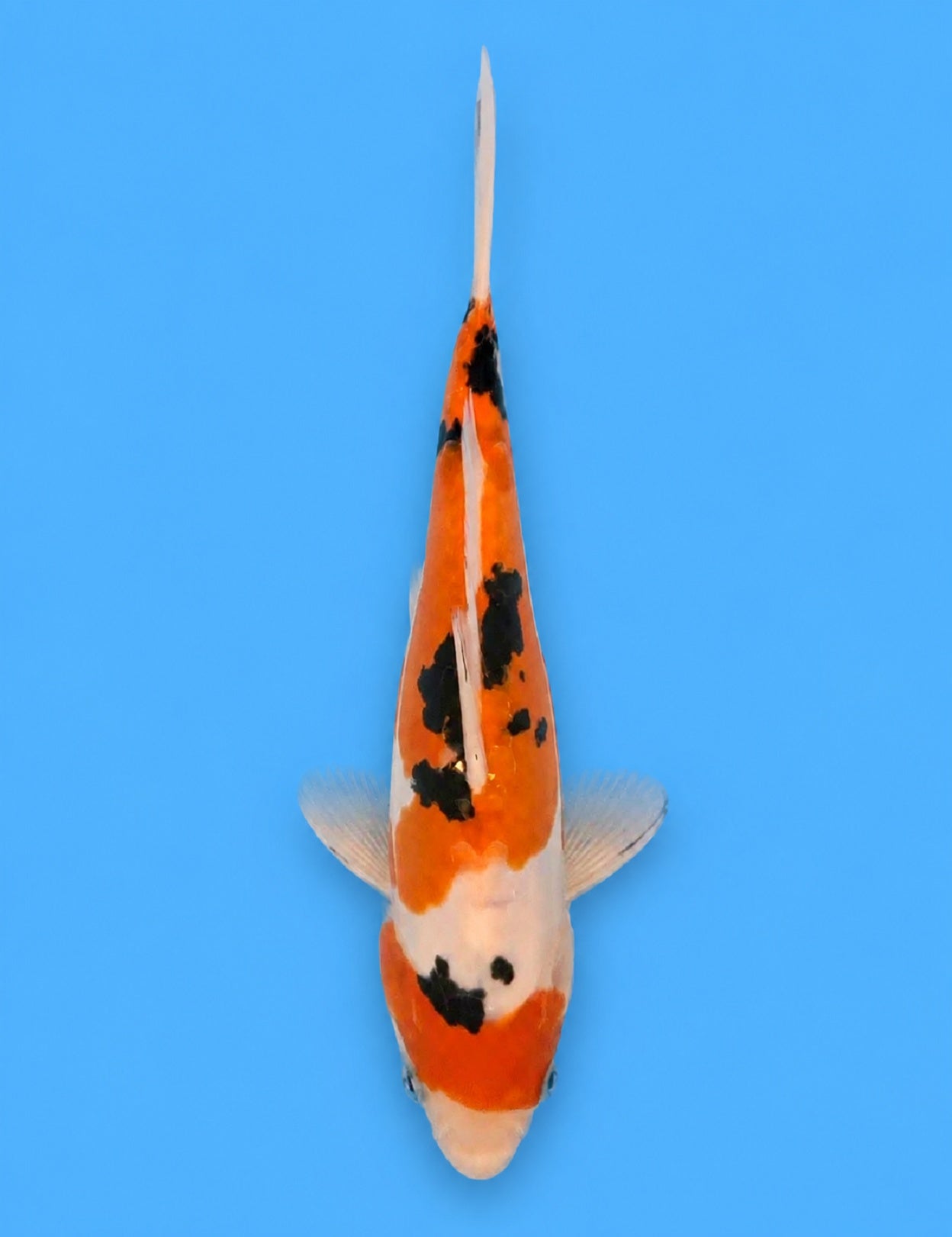 01245 - Doitsu Sanke [Maruhide]