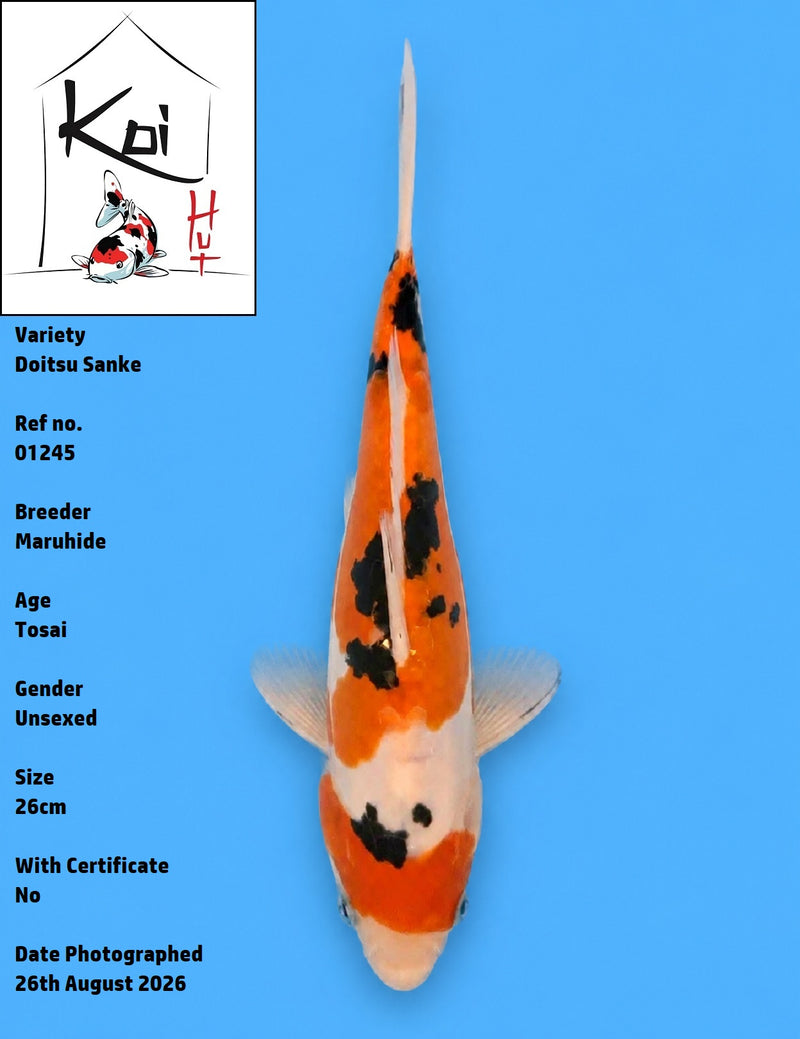 01245 - Doitsu Sanke [Maruhide]