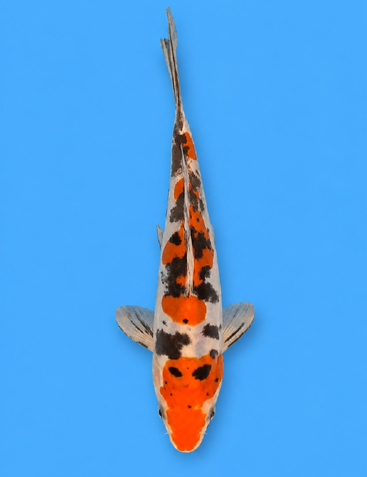 01246 - Doitsu Sanke [Maruhide]