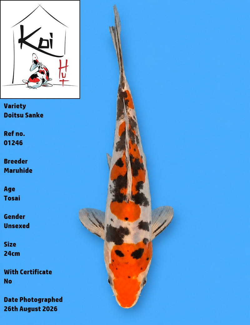 01246 - Doitsu Sanke [Maruhide]
