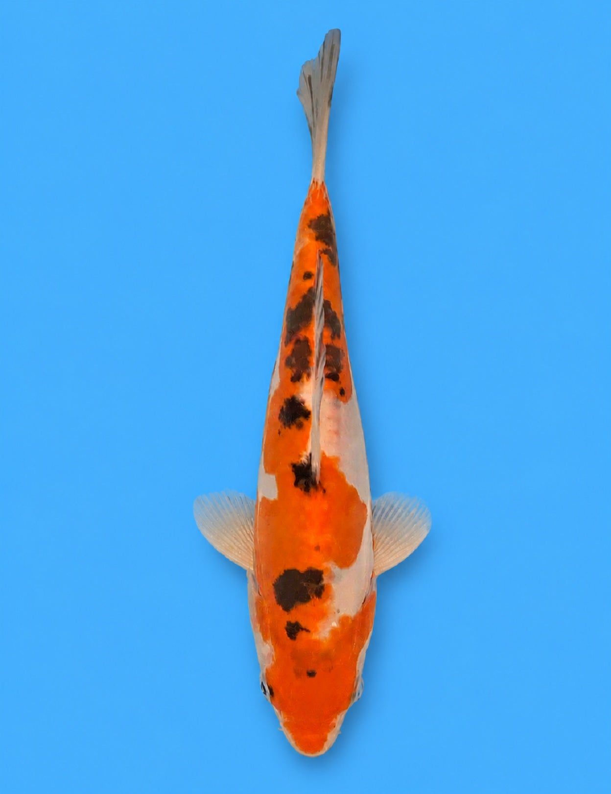 01247 - Doitsu Sanke [Maruhide]