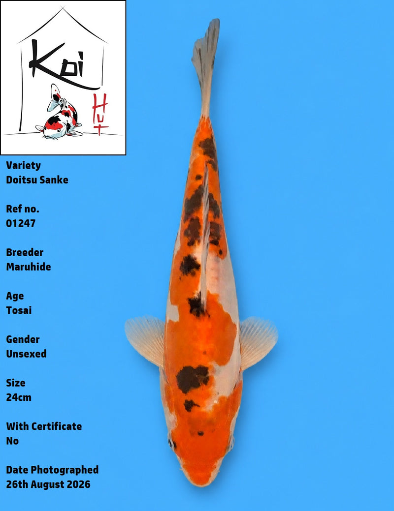 01247 - Doitsu Sanke [Maruhide]