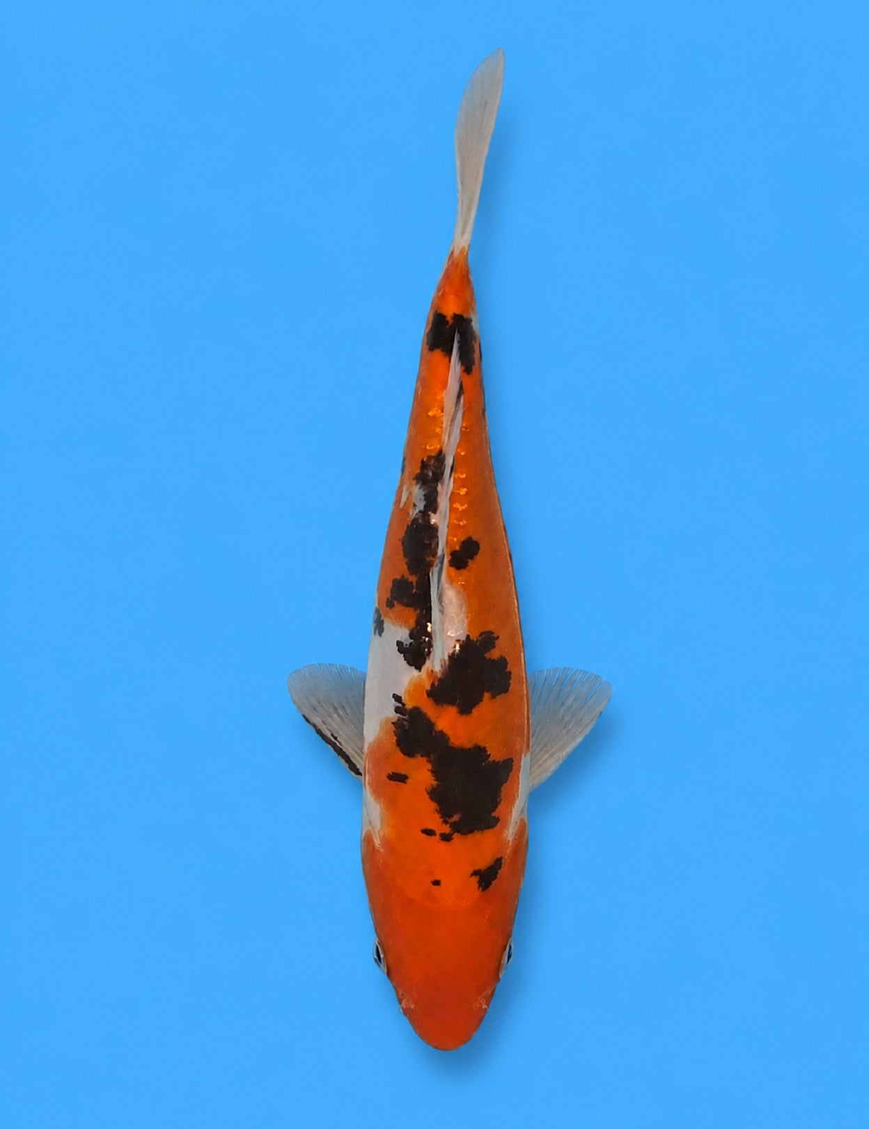 01248 - Doitsu Sanke [Maruhide]