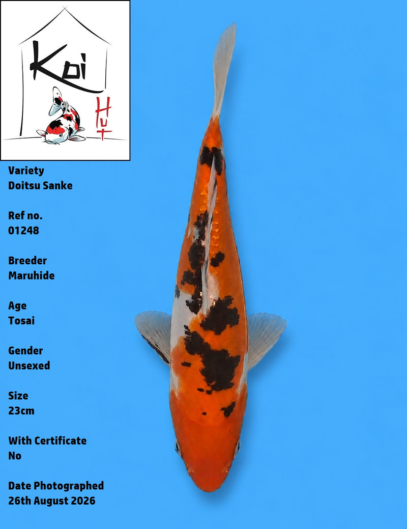 01248 - Doitsu Sanke [Maruhide]