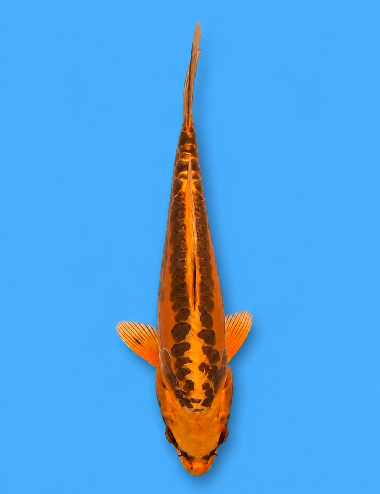 01253 - Mizuho Ogon [Marusei]