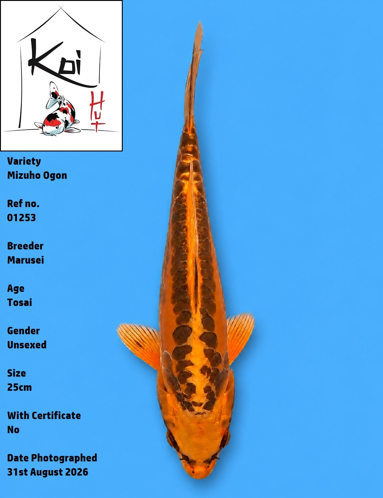 01253 - Mizuho Ogon [Marusei]