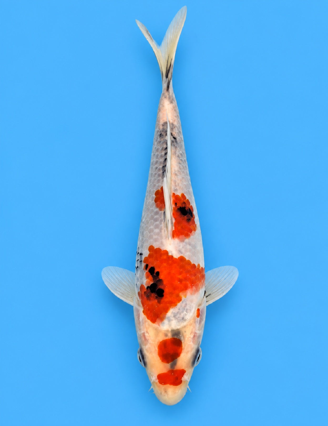 01259 - Kindai Showa [Hiroi]
