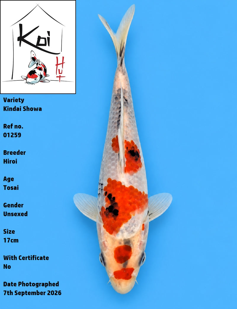 01259 - Kindai Showa [Hiroi]