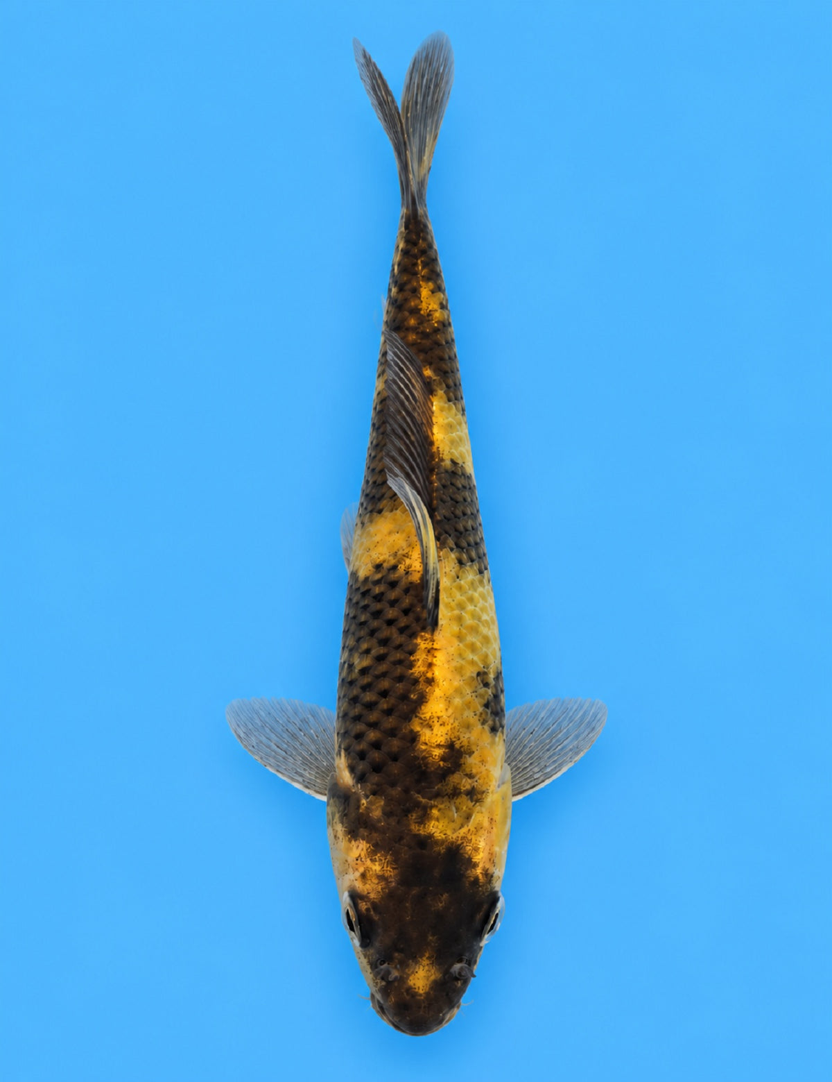 01261 - Ki Utsuri [Otsuka]