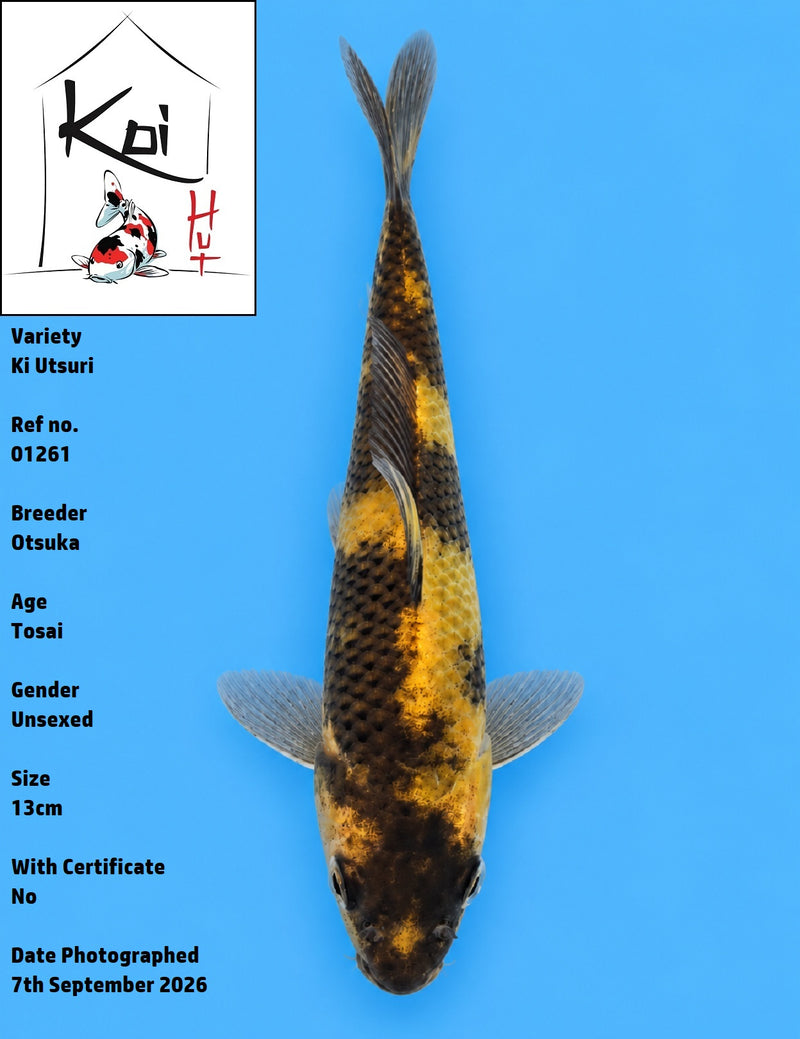 01261 - Ki Utsuri [Otsuka]
