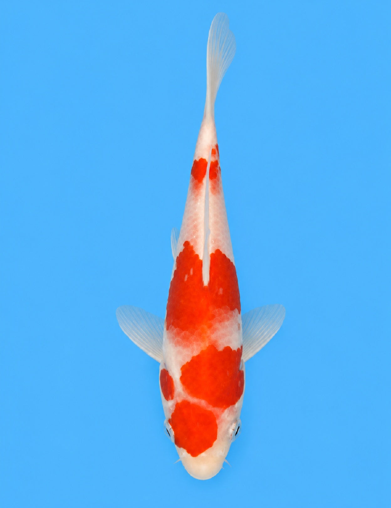 01263 - Kohaku [Miyatora]